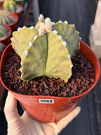 Astrophytum Myriostigma White Dots Seed Grown Cactus #668