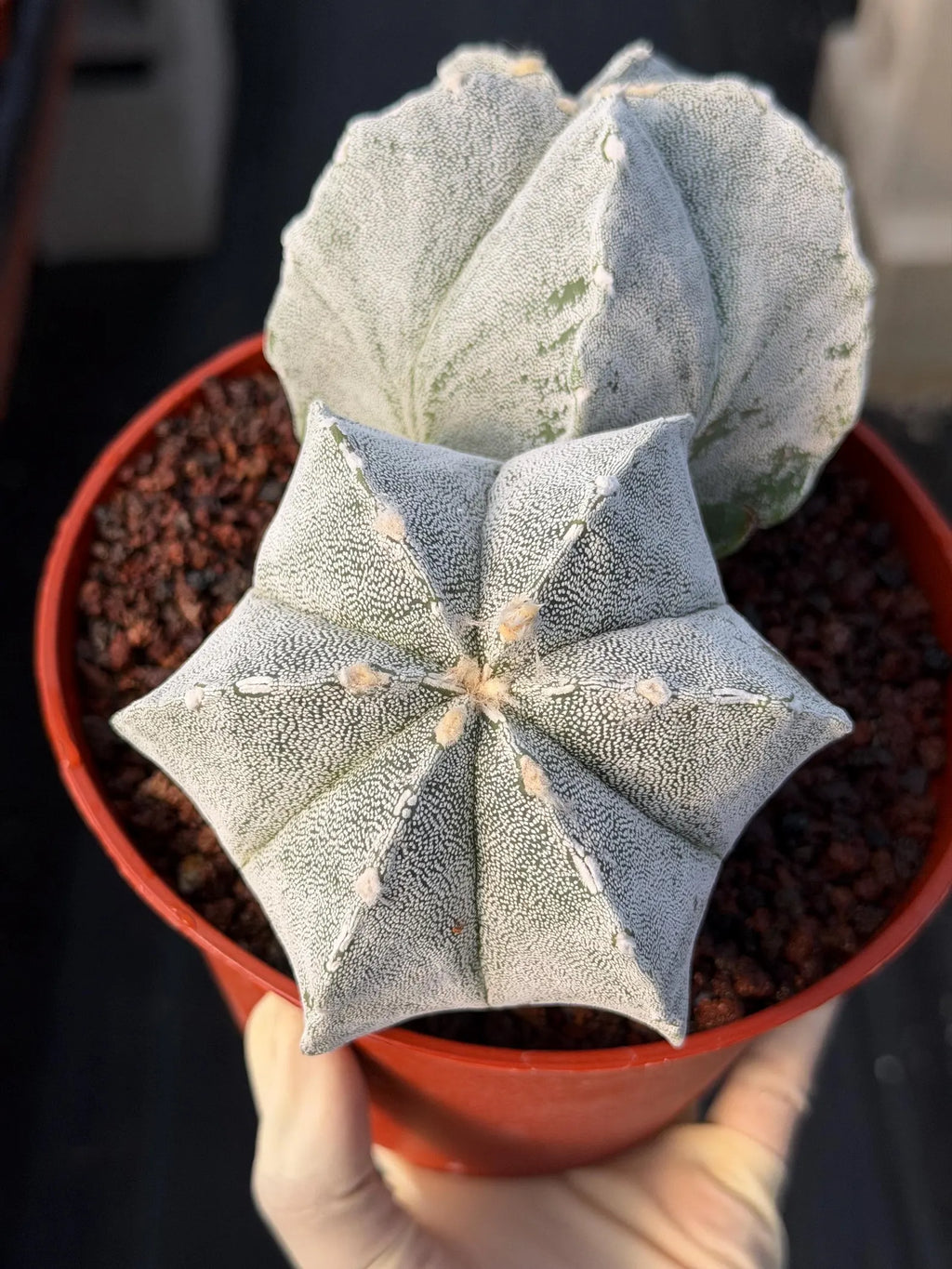 White Form Astrophytum Myriostigma Double Head Cactus #667