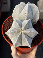White Form Astrophytum Myriostigma Double Head Cactus #667
