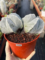 White Form Astrophytum Myriostigma Double Head Cactus #667