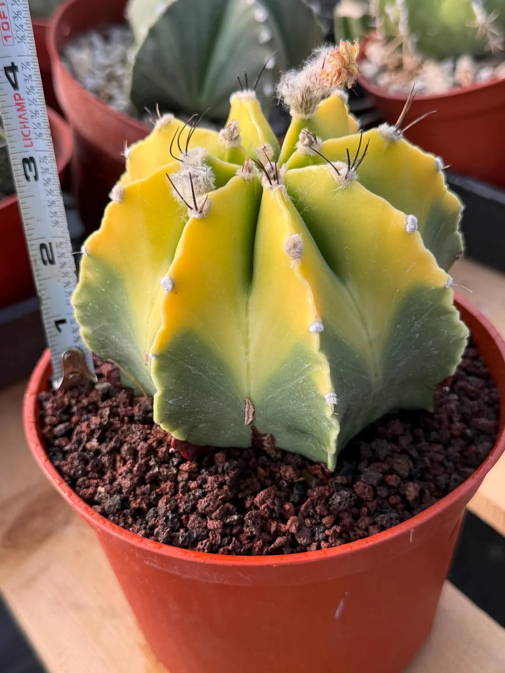 8-Rib Variegated Astrophytum Myriostigma Cactus #673