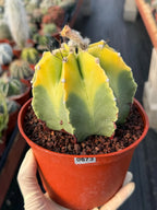 8-Rib Variegated Astrophytum Myriostigma Cactus #673