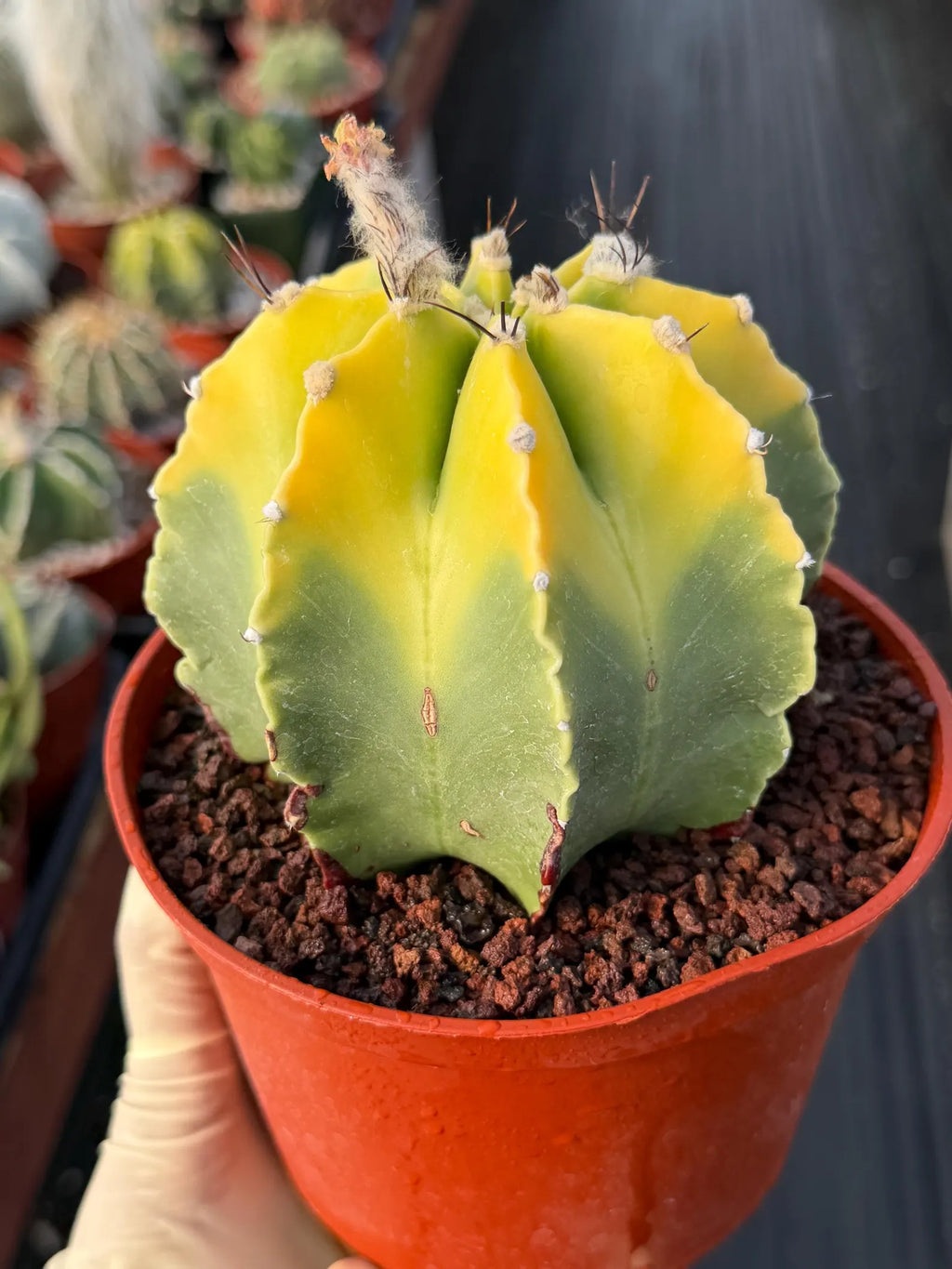 8-Rib Variegated Astrophytum Myriostigma Cactus #673