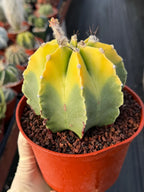 8-Rib Variegated Astrophytum Myriostigma Cactus #673