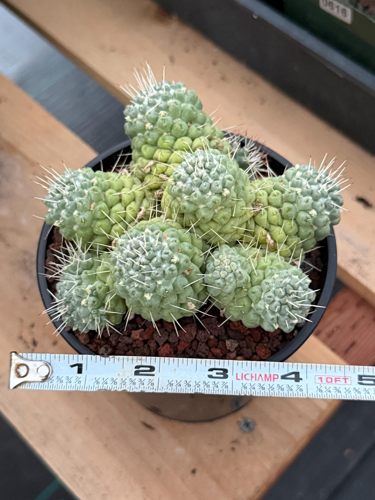 Mammillaria Schumannii Cluster Seed Grown Live Cactus #429