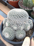 Large White Mammillaria Cluster Rare Live Cactus #764