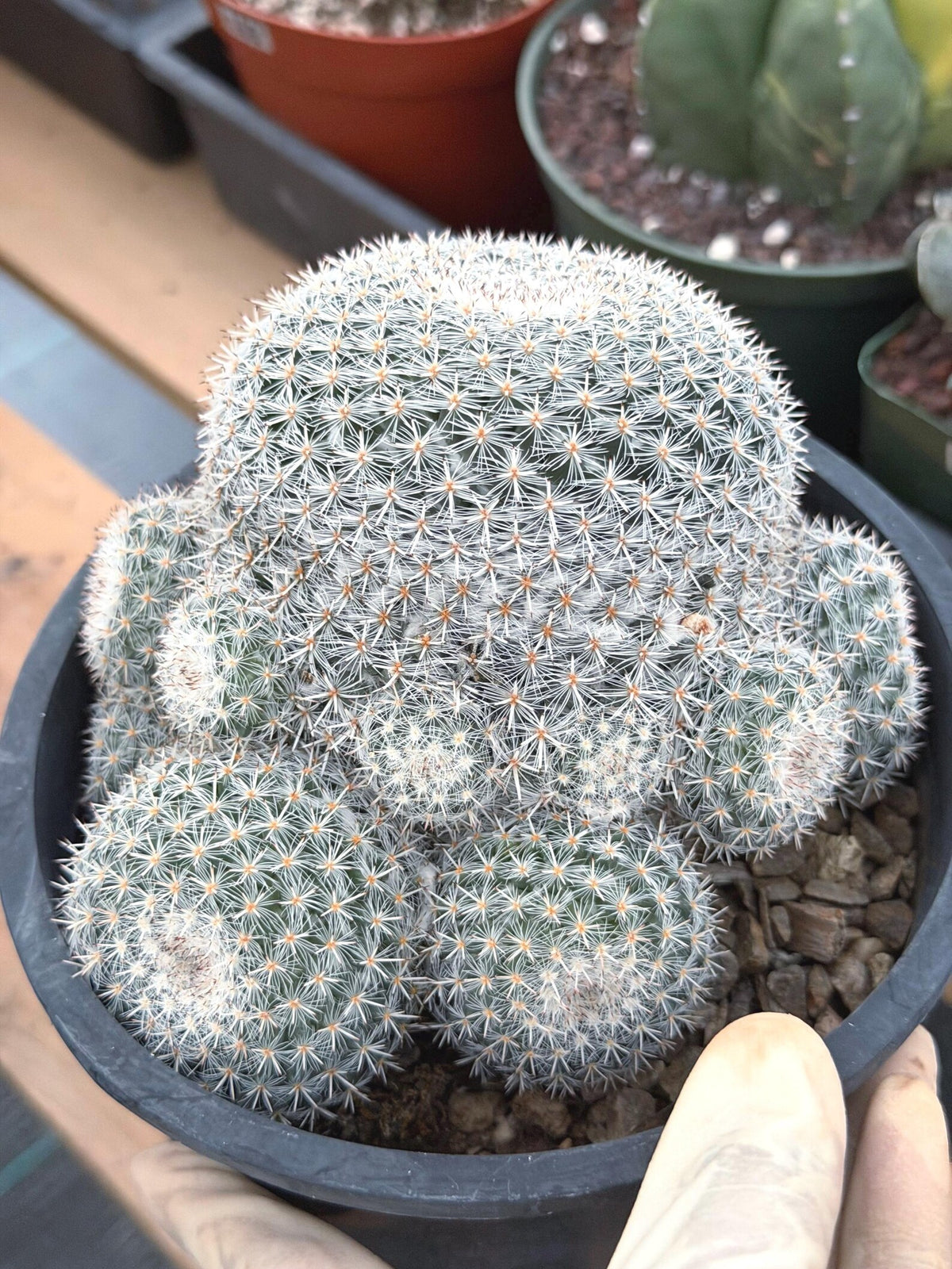 Large White Mammillaria Cluster Rare Live Cactus #764