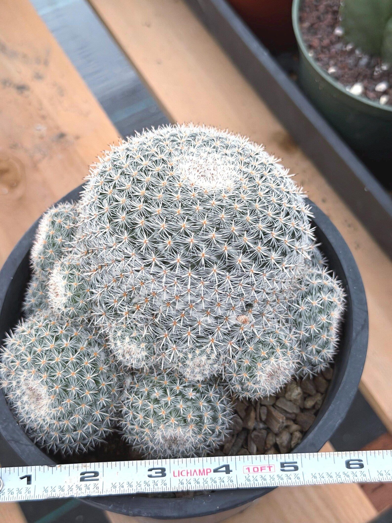Large White Mammillaria Cluster Rare Live Cactus #764