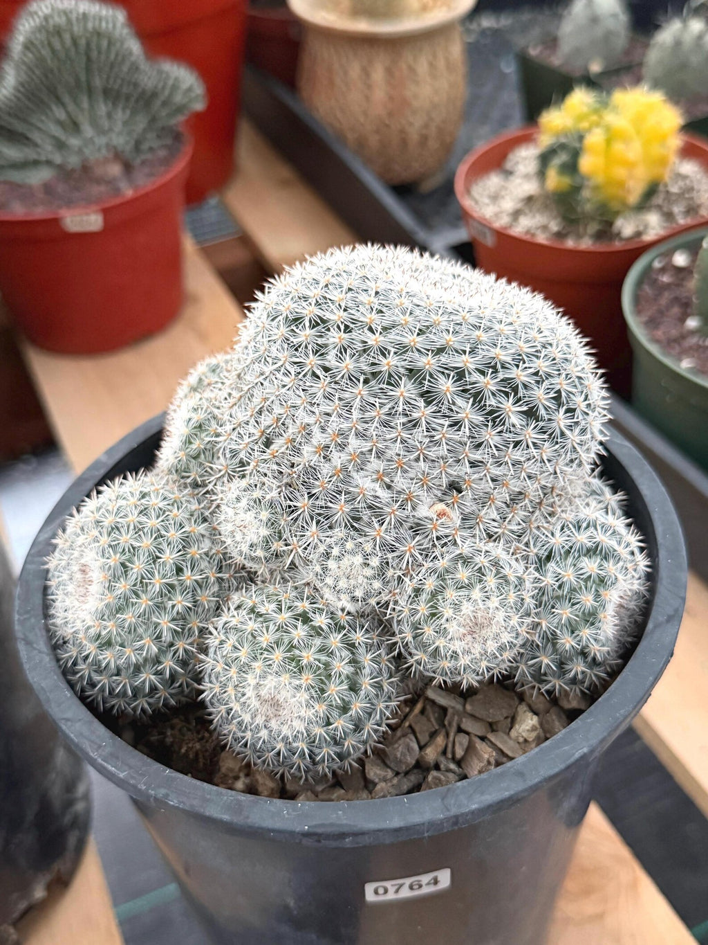 Large White Mammillaria Cluster Rare Live Cactus #764