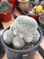 Large White Mammillaria Cluster Rare Live Cactus #764