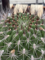 Large Gymnocalycium Saglionis Seed Grown Rare Cactus #763