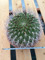 Large Gymnocalycium Saglionis Seed Grown Rare Cactus #763