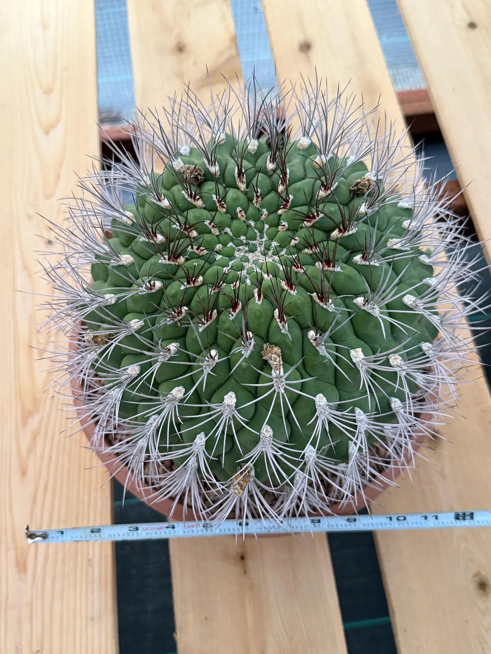 Large Gymnocalycium Saglionis Seed Grown Rare Cactus #763