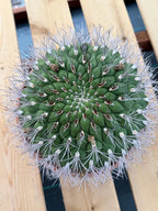 Large Gymnocalycium Saglionis Seed Grown Rare Cactus #763