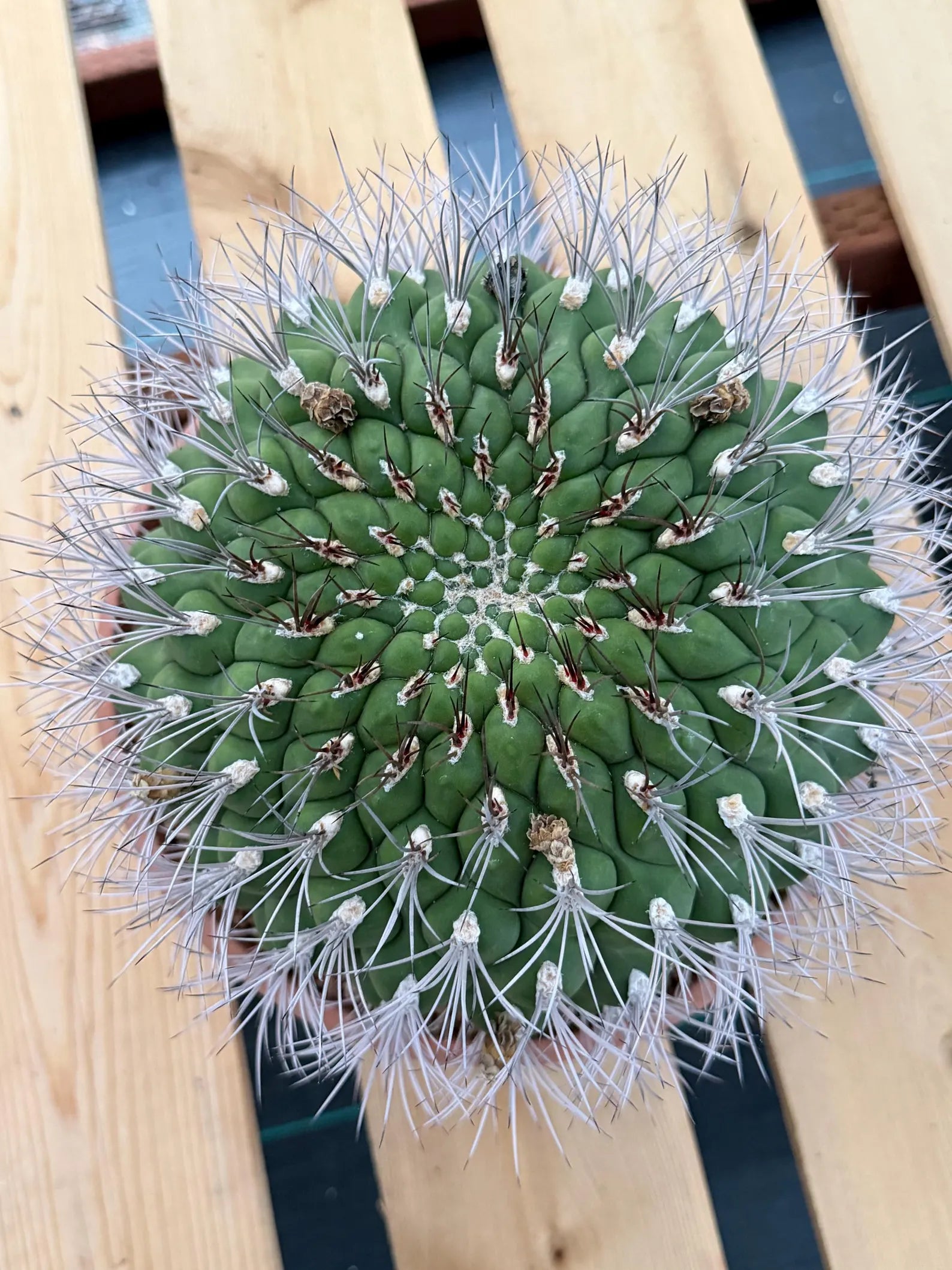 Large Gymnocalycium Saglionis Seed Grown Rare Cactus #763