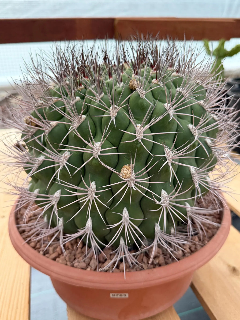 Large Gymnocalycium Saglionis Seed Grown Rare Cactus #763