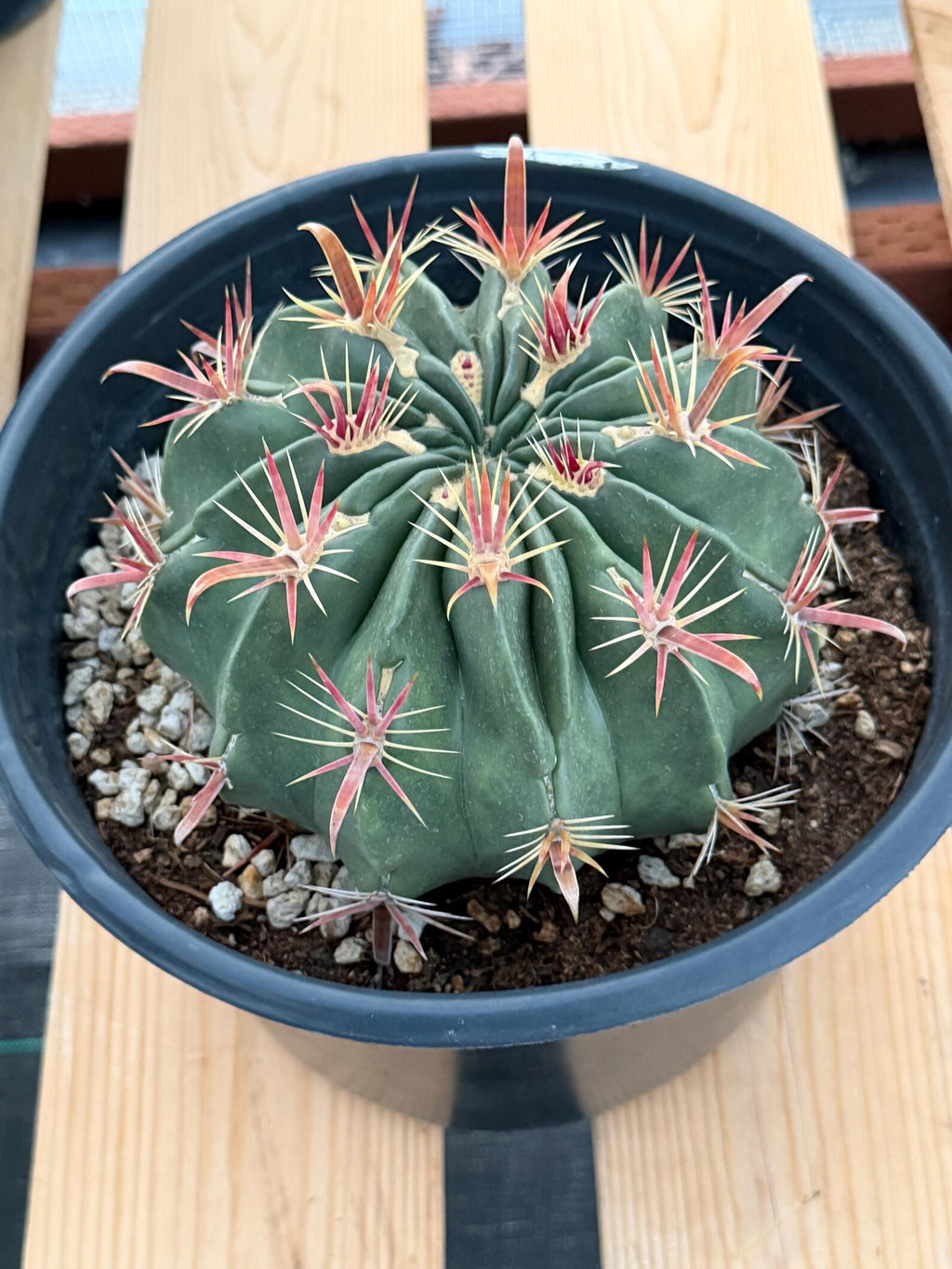 Large Ferocactus Latispinus Barrel Cactus Live Plant #762