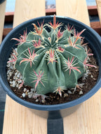 Large Ferocactus Latispinus Barrel Cactus Live Plant #762