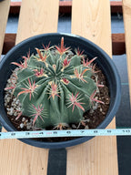 Large Ferocactus Latispinus Barrel Cactus Live Plant #762
