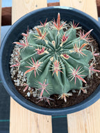 Large Ferocactus Latispinus Barrel Cactus Live Plant #762