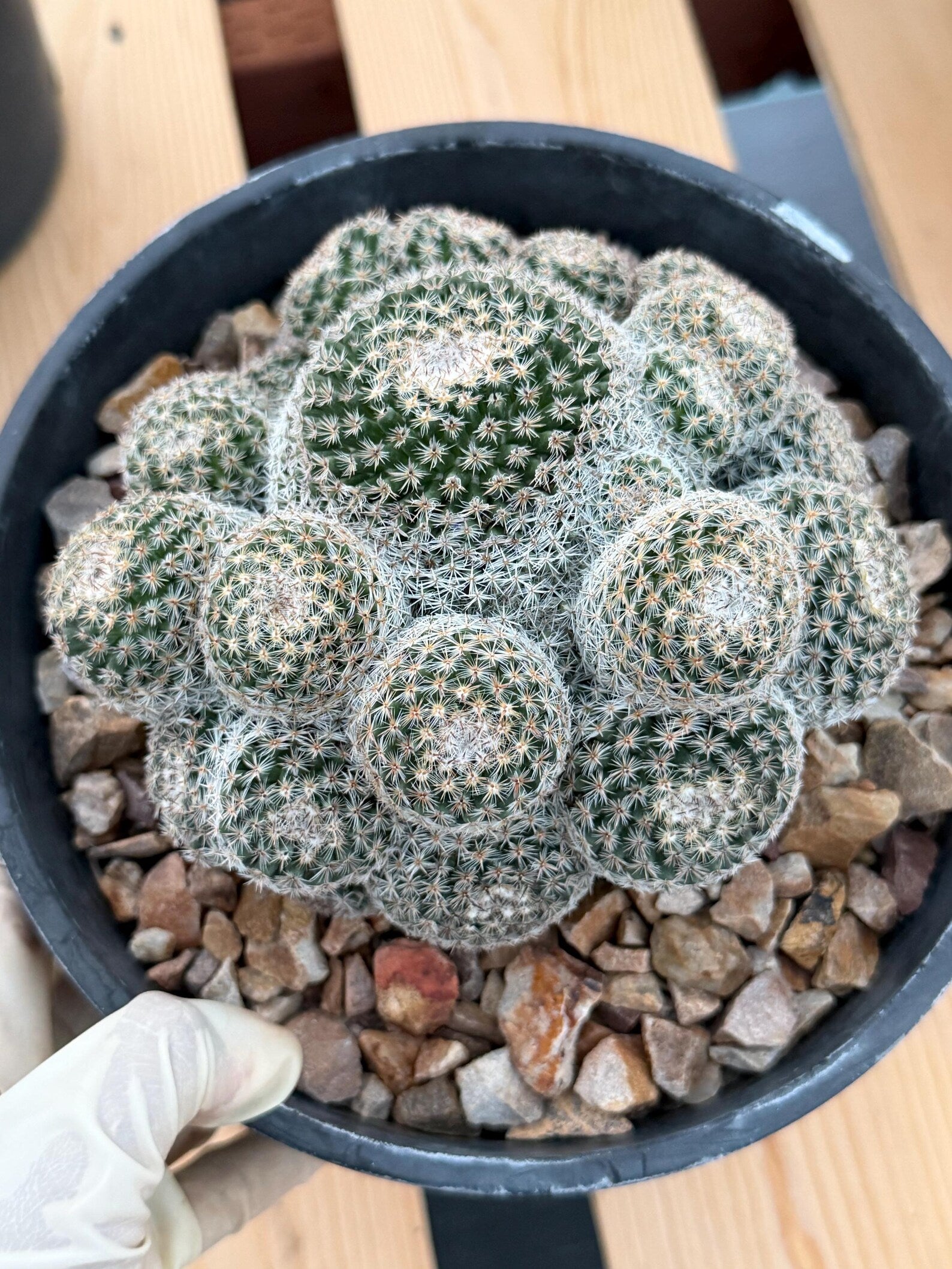 Mammillaria Cluster Specimen Cactus with Pups #760
