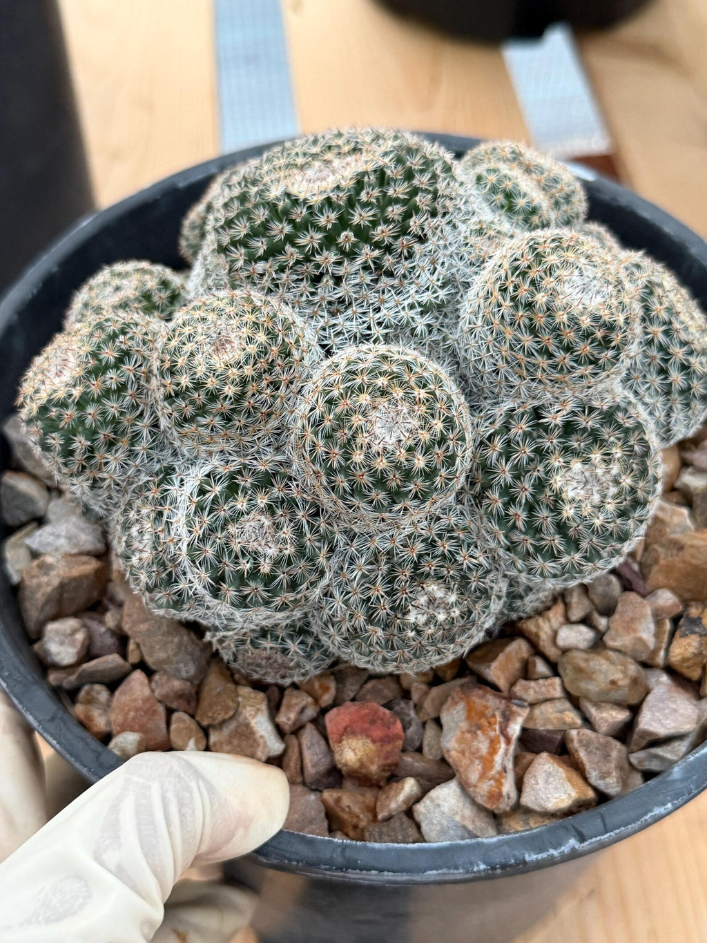 Mammillaria Cluster Specimen Cactus with Pups #760