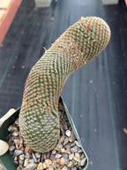 Mammillaria Matudae Walking Cactus with Pups