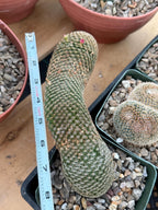 Mammillaria Matudae Walking Cactus with Pups