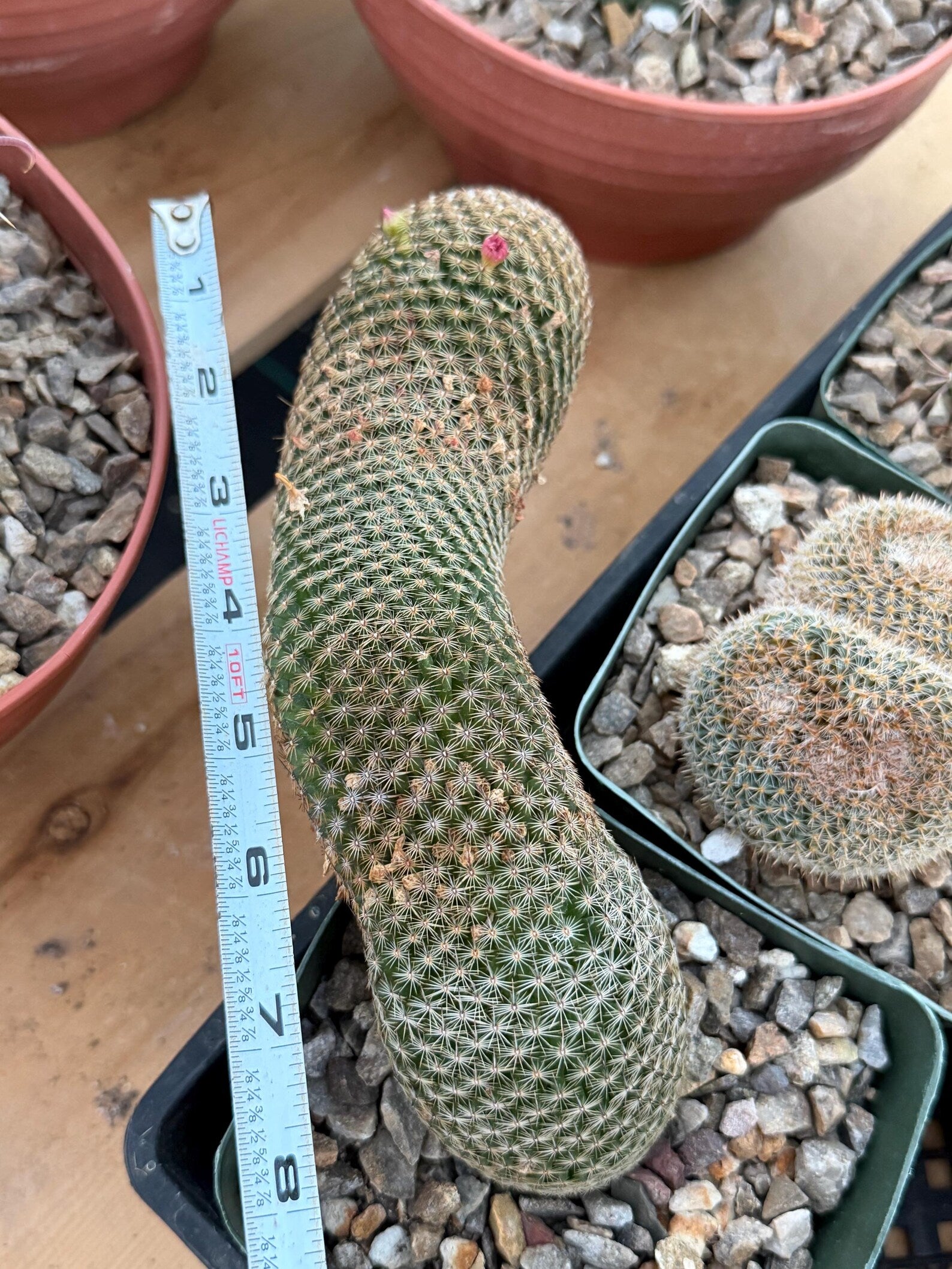 Mammillaria Matudae Walking Cactus with Pups