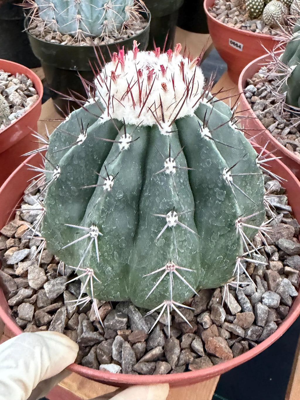 Melocactus Curvispinus White Cephalium Large Specimen Cactus #814