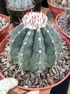 Melocactus Curvispinus White Cephalium Large Specimen Cactus #814