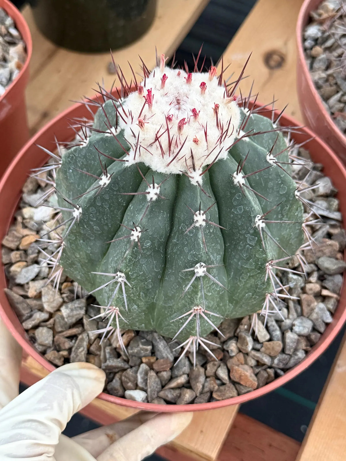 Melocactus Curvispinus White Cephalium Large Specimen Cactus #814