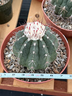 Melocactus Curvispinus White Cephalium Large Specimen Cactus #814