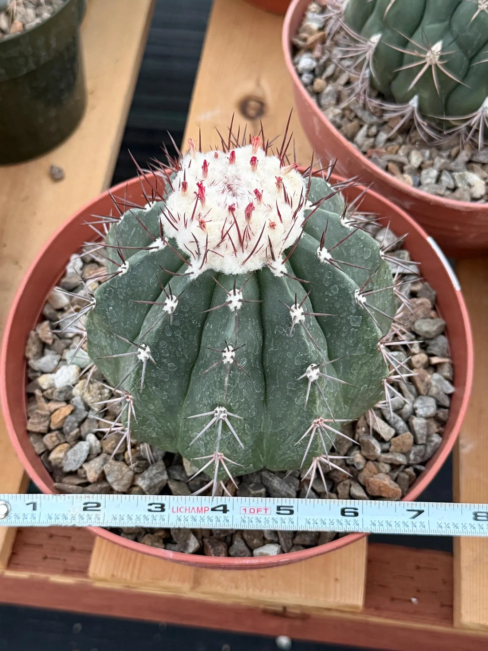 Melocactus Curvispinus White Cephalium Large Specimen Cactus #814