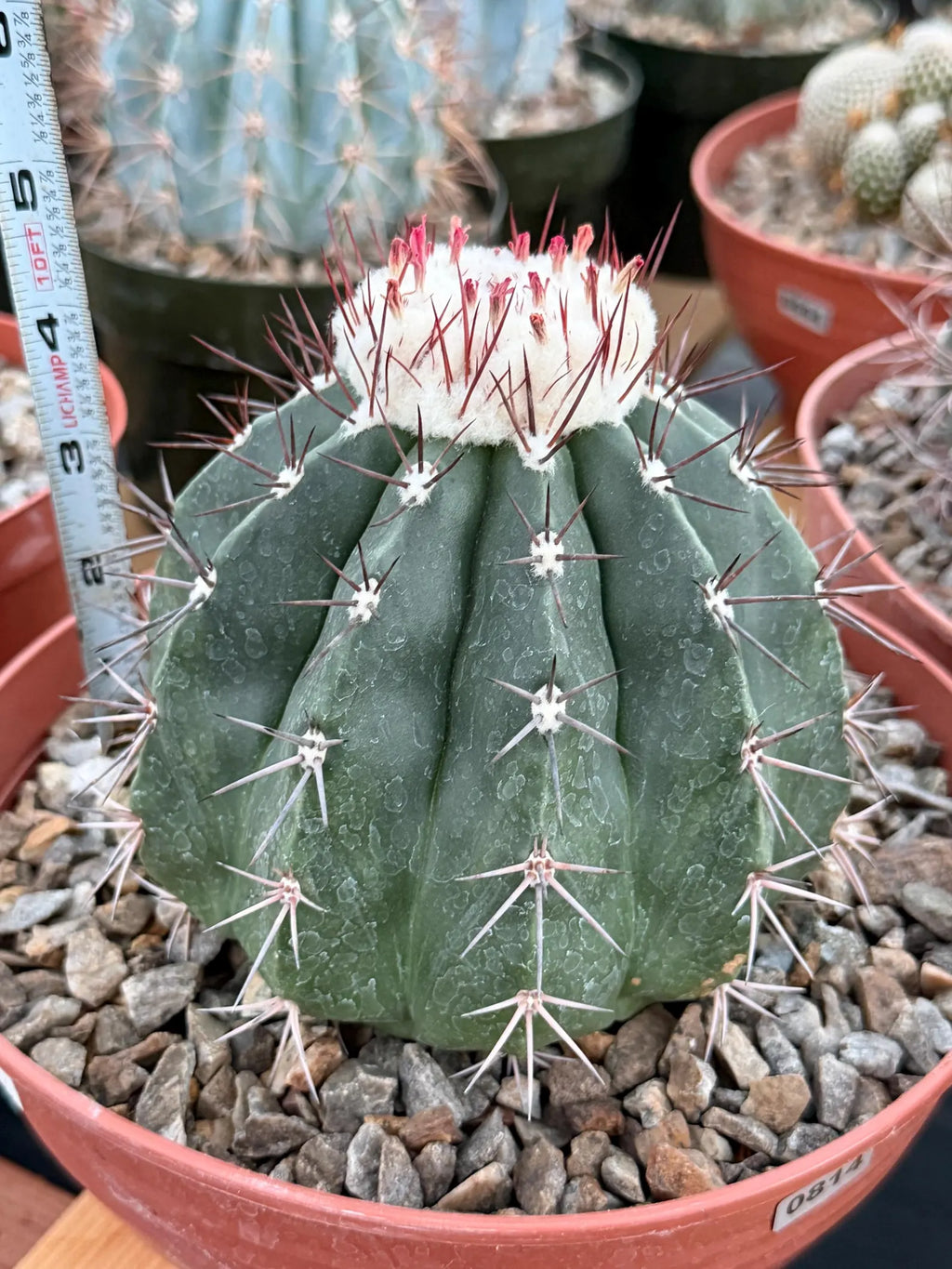 Melocactus Curvispinus White Cephalium Large Specimen Cactus #814