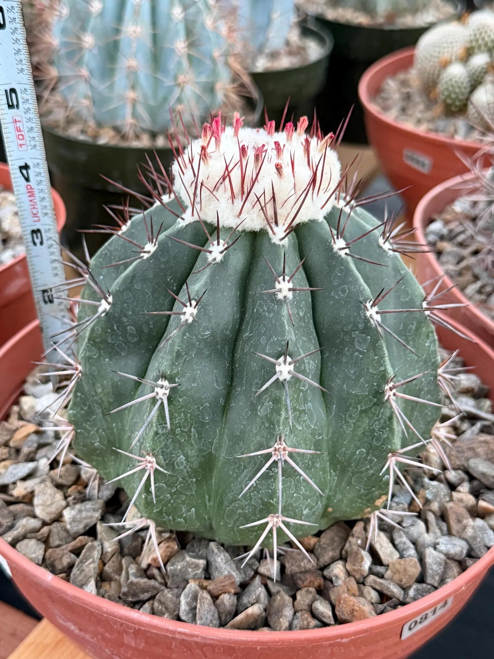 Melocactus Curvispinus White Cephalium Large Specimen Cactus #814