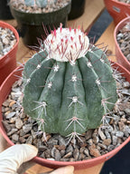 Melocactus Curvispinus White Cephalium Large Specimen Cactus #814