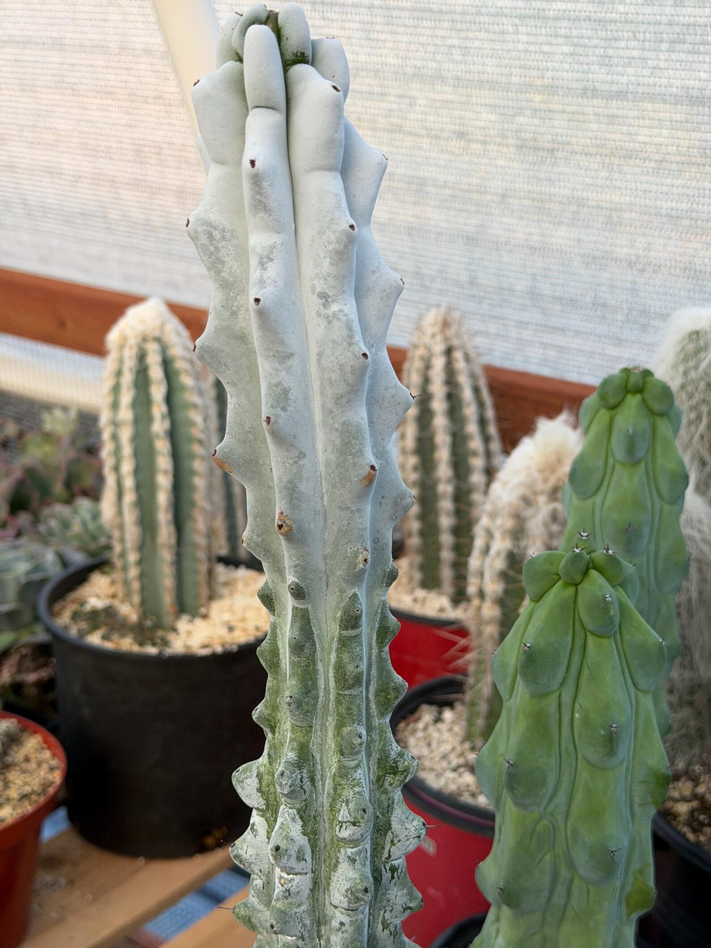 Stenocereus Beneckei | Rare Chalky Gray Columnar Cactus | Live Plant