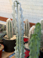 Stenocereus Beneckei | Rare Chalky Gray Columnar Cactus | Live Plant