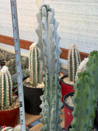 Stenocereus Beneckei | Rare Chalky Gray Columnar Cactus | Live Plant