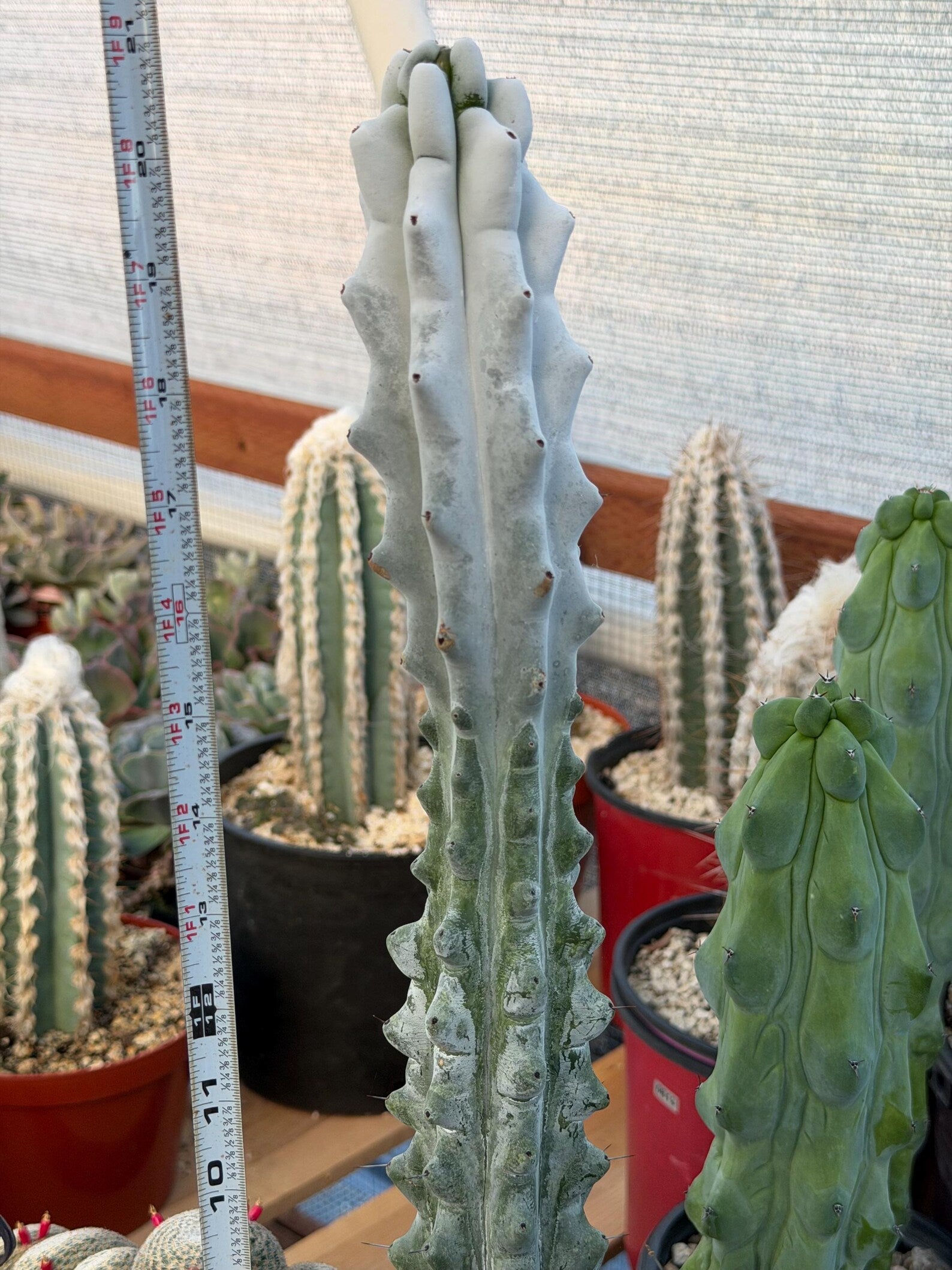 Stenocereus Beneckei | Rare Chalky Gray Columnar Cactus | Live Plant