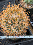 Ferocactus Chrysacanthus Seed Grown | Yellow Spines  #626