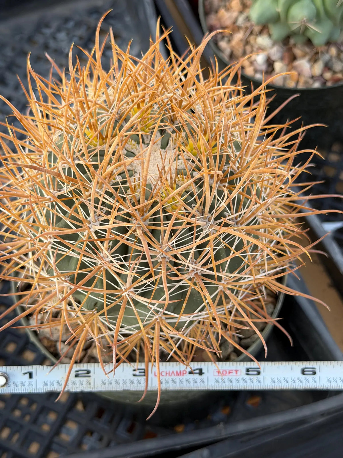 Ferocactus Chrysacanthus Seed Grown | Yellow Spines  #626