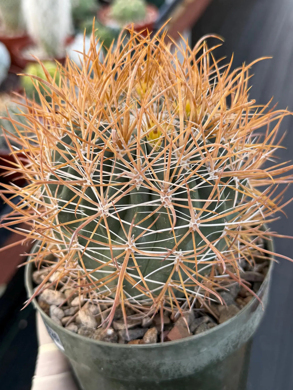 Ferocactus Chrysacanthus Seed Grown | Yellow Spines  #626