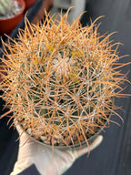Ferocactus Chrysacanthus Seed Grown | Yellow Spines  #626