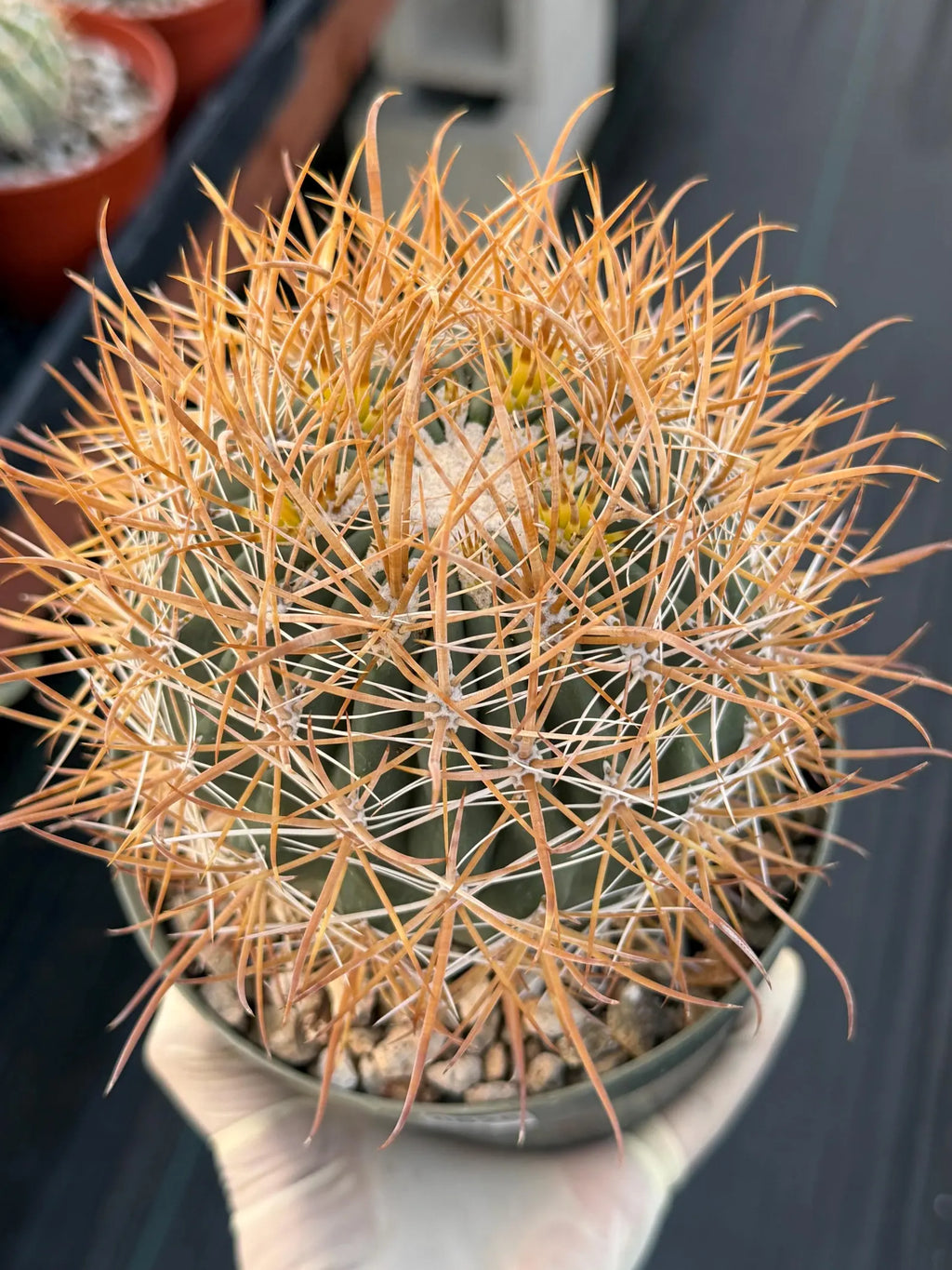 Ferocactus Chrysacanthus Seed Grown | Yellow Spines  #626