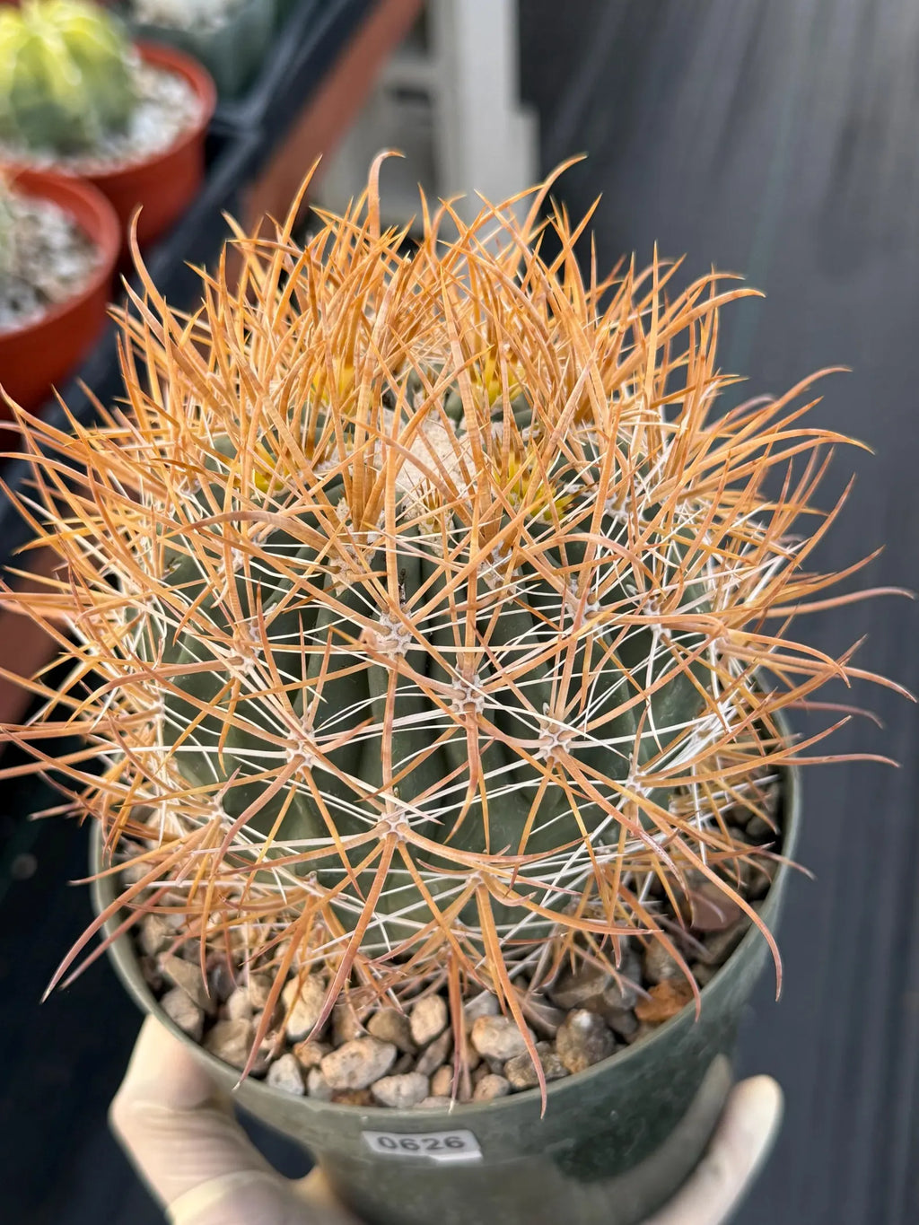 Ferocactus Chrysacanthus Seed Grown | Yellow Spines  #626