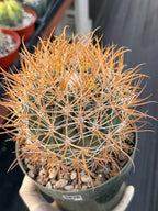 Ferocactus Chrysacanthus Seed Grown | Yellow Spines  #626