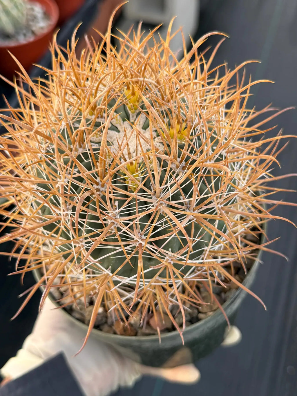 Ferocactus Chrysacanthus Seed Grown | Yellow Spines  #626