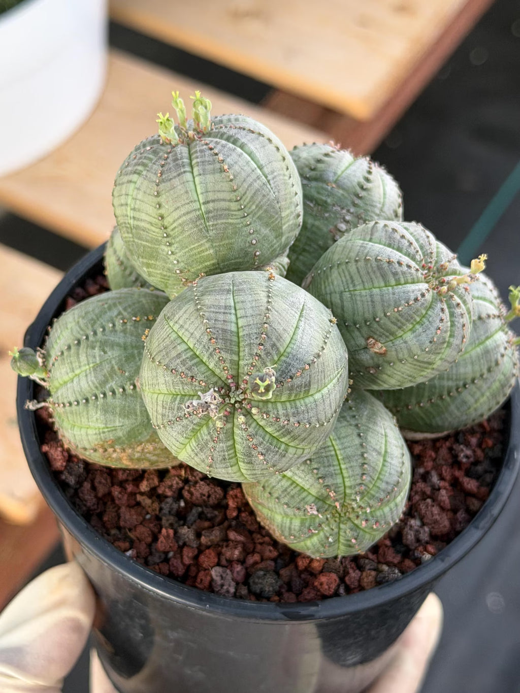 Euphorbia Obesa Cluster | Rare Specimen Succulent | Live Cactus Plant #260